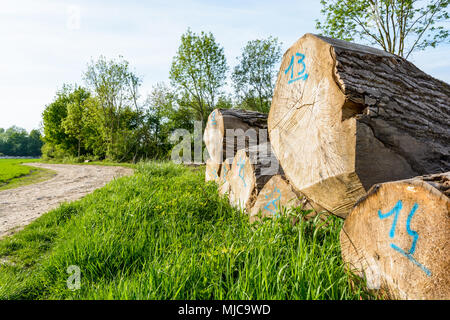 Mature oak tree trunks piled and lined up on the ground along a dirt path and marked with a number handwritten in blue paint on the section. Stock Photo