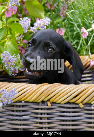 Cute Black Labrador Retriever Dog Puppy, sitting in a basket in a flowery garden, nibbling flowers Stock Photo