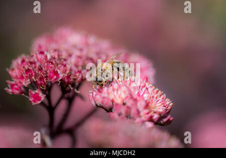 Honey bees collecting pollen on plants in my garden Stock Photo