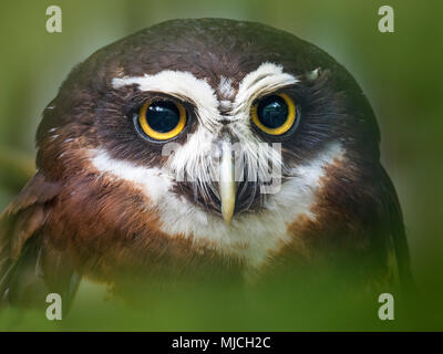 Spectacled owl Pulsatrix perspicillata Stock Photo