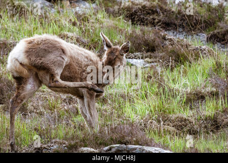 A young Red Deer, Cervus elaphus scoticus, looking at it's foot. 08 June 2009. Stock Photo