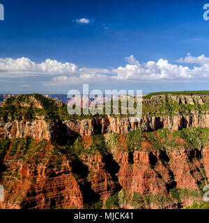 North Rim of the Grand Canyon looking east; deep canyons, brightly colored canyon walls and cliffs under a blue sky with white fluffy clouds. Stock Photo