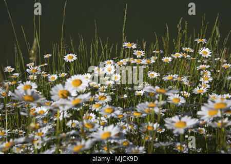 Flower meadow, marguerite, Stock Photo