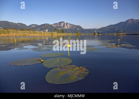 Yellow pond lily on the lake Eichsee near Großweil, Jochberg, Herzogstand, close Kochel, Kochelsee moss, Alpine foreland, Bavaria, Germany, Stock Photo