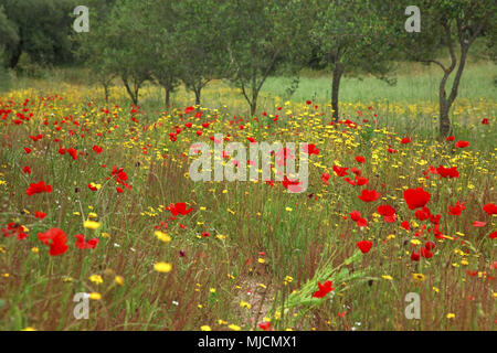 Italy, Sardinia, East coast, Ogliastra, flower meadow with Bari Sardo, Stock Photo