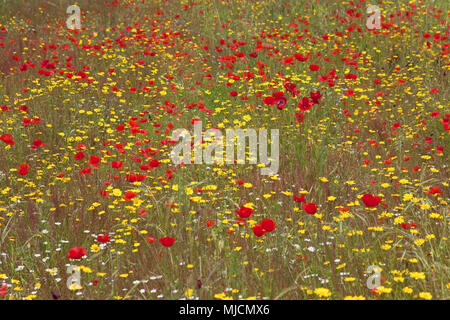 Italy, Sardinia, East coast, Ogliastra, flower meadow near Bari Sardo, Stock Photo