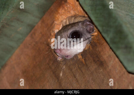 A southern flying squirrel that has taken over a bird house. Stock Photo