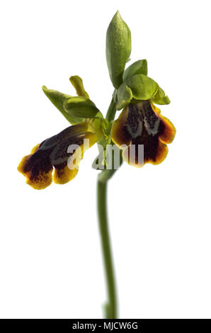 Two open flowers of wild Sombre bee orchid (Ophrys fusca subsp. bilunulata), also know as dark bee orchid, isolated over a white background. Arrabida  Stock Photo