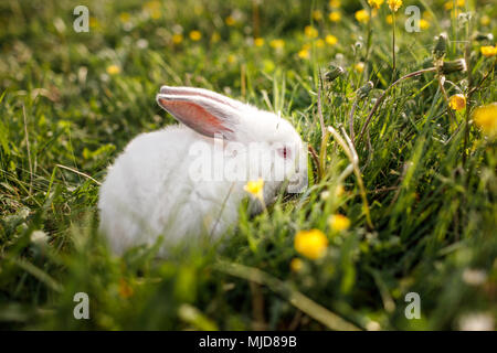 Baby white rabbit in spring green grass background Stock Photo