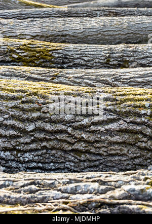 Side view of several oak tree trunks lined up on the ground with shallow depth of field and selective focus on the bark and moss. Stock Photo