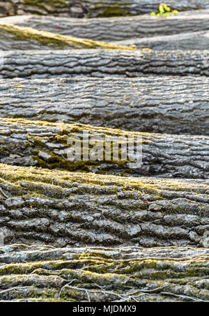 Side view of several oak tree trunks lined up on the ground with shallow depth of field and selective focus on the bark and moss. Stock Photo