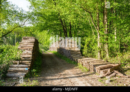 Two piles of logs stacked cleanly on both sides of a forest path at the edge of a forest in the french countryside. Stock Photo