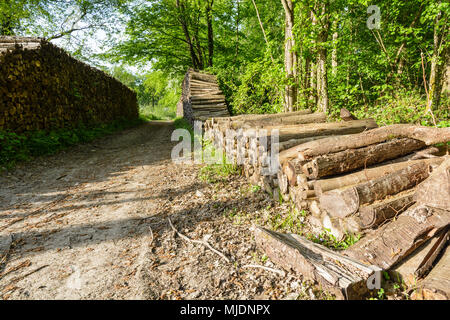 Two piles of logs stacked cleanly on both sides of a forest path at the edge of a forest in the french countryside. Stock Photo