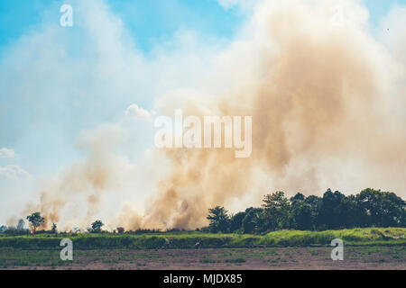 fire burning in paddy field