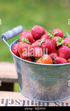 Freshly harvested strawberries in zinc bowl on a wooden box in the garden, blurred green background
