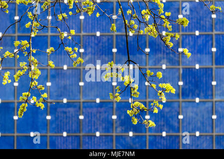 lime blossoms in front of the blue facade of the Herz-Jesu-Kirche, Munich Stock Photo