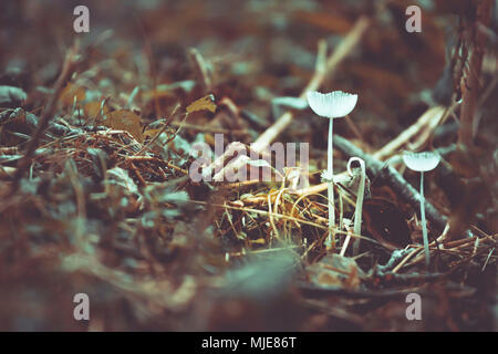 Autumn mood, small mushrooms on the forest floor Stock Photo