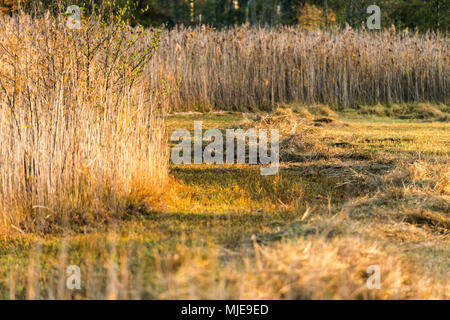 Autumn mood on the lake, reed and grasses Stock Photo
