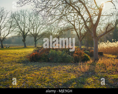 Pile of old christmas trees on a meadow, trees in the evening sunlight Stock Photo