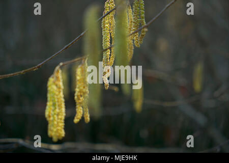 Branches with catkins as inflorescence in backlight Stock Photo