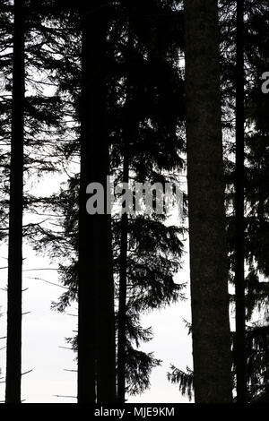 Fir forest, branches and twigs in backlight, silhouettes, white background, Stock Photo