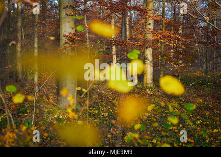 colorful leaves in a beech forest in autumn, backlight Stock Photo