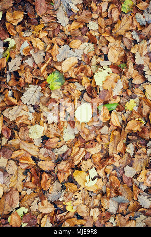 different autumn leaves on the ground, variety, autumn colours, colorful Stock Photo