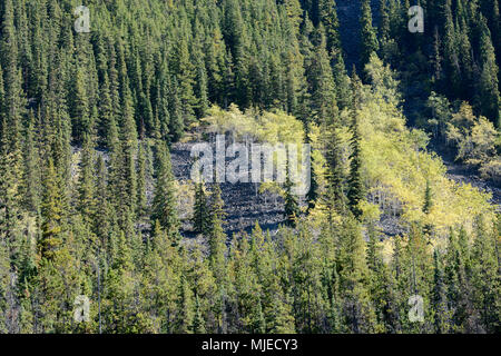 Jasper National Park, Horseshoe Lake, Alberta, boulders, Canada, canadian rockies, landslide, landslip, pine, birch, revival, struggle, trees, forest Stock Photo