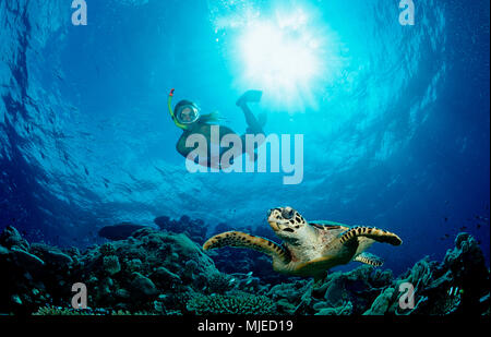 Hawksbill Turtle and Skin Diver, Eretmochelys imbricata, Maldives, Indian Ocean, Meemu Atoll Stock Photo