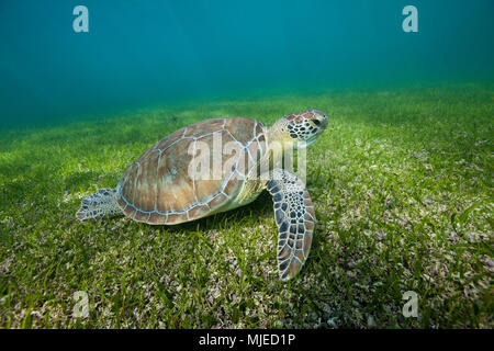 Green Sea Turtle, Chelonia mydas, Akumal, Tulum, Mexico Stock Photo