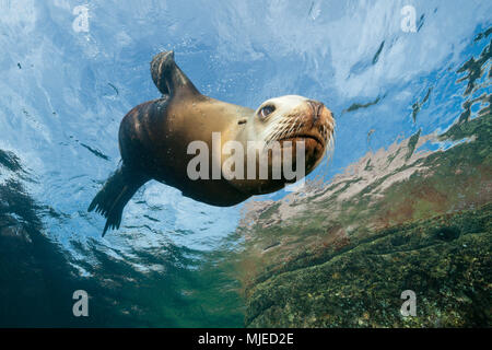 Female California Sea Lion, Zalophus californianus, La Paz, Baja California Sur, Mexico Stock Photo
