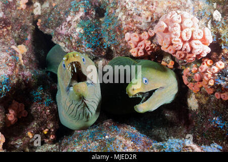 Group of Panamic Green Moray Eel hiding in Reef, Gymnothorax castaneus, La Paz, Baja California Sur, Mexico Stock Photo