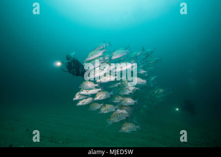 Scuba Diver and Dog Snapper, Lutjanus novemfasciatus, Cabo Pulmo, Baja California Sur, Mexico Stock Photo