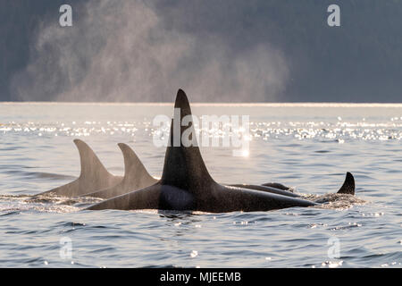 A fmily pod of northern resident killer whales traveling in Johnstone Strait in early evening off Vancouver Island, British Columbia, Canada. Stock Photo