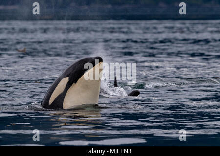 Northern resident killer whales spyhopping  in front of  Vancouver Island, British Columbi, Canada, Stock Photo
