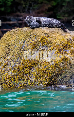 Harbour seal on a rock in beautiful Knight Inlet, British Columbia, Canada Stock Photo