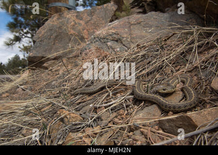 Wandering Gartersnake (Thamnophis elegans vagrans) from Jefferson County, Colorado, USA. Stock Photo