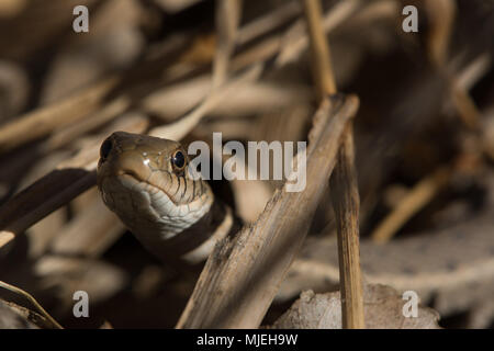 Wandering Gartersnake (Thamnophis elegans vagrans) from Jefferson County, Colorado, USA. Stock Photo