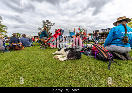 Gloucestershire, UK. 4th May, 2018. 4.30pm Friday 4th May 2018: Typically a more relaxed Badminton Day of the three as devotee's walk the course, watch Dressage and relax. Badminton Horse Trials, Gloucestershire. Credit: David Broadbent/Alamy Live News Stock Photo