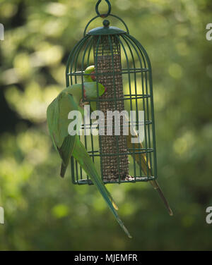 Wimbledon, London, UK. 5 May, 2018. Ring Necked Parakeets, Britain’s only naturalised parrots, feeds from a garden bird feeder in warm sunshine under an apple tree. Credit: Malcolm Park/Alamy Live News. Stock Photo