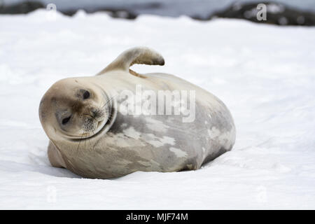 Weddell seal (Leptonychotes weddellii) lying on the snow, Mikkelsen Harbour, Antarctica Stock Photo