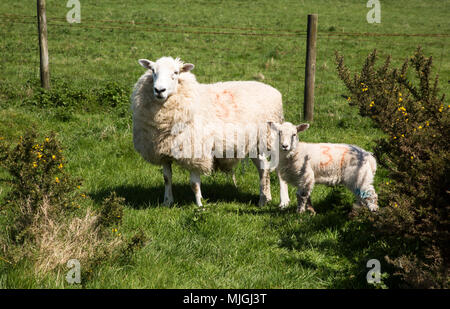 Sheep and lambs on chalk downland near Pewsey, Wiltshire, England, Uk Stock Photo