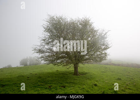 Foggy weather on chalk downs near Knap Hill, Alton Barnes, Wiltshire, England, UK leafless hawthorn tree Stock Photo