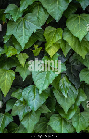 Hanging vines ivy foliage jungle bush, heart shaped green leaves climbing  plant nature backdrop , generate ai 24472639 Stock Photo at Vecteezy