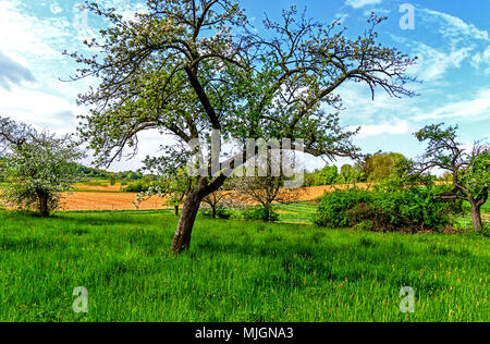 Hessian green spring landscape with blossoming apple trees Stock Photo