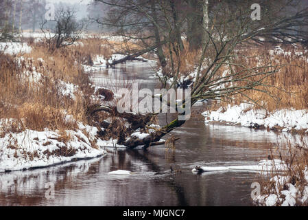 Narewka river, tributary of the Narew river in Gruszki village within Hajnowka County, Podlaskie Voivodeship of Poland Stock Photo