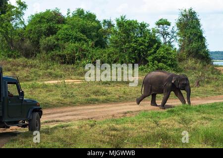 Young elephant crossing road at National Park in Sri Lanka Stock Photo