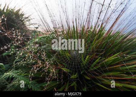 Close up view on spider web on early morning. There are drops of water on grass. Stock Photo