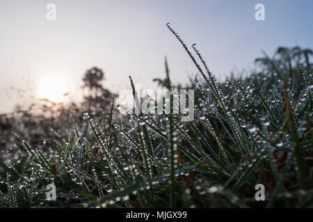 Close up view on spider web on early morning. There are drops of water on grass. Stock Photo