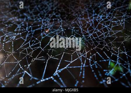 Close up view on spider web with drops of water. Stock Photo